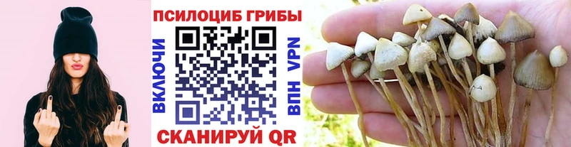 Псилоцибиновые грибы Psilocybe  Купить закладки  Красный Холм 